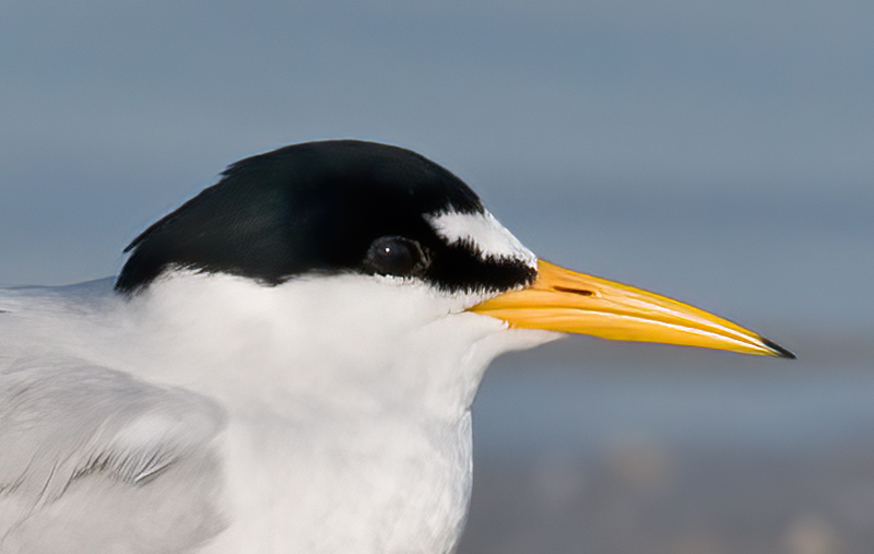 Least_Tern_09_FL_017