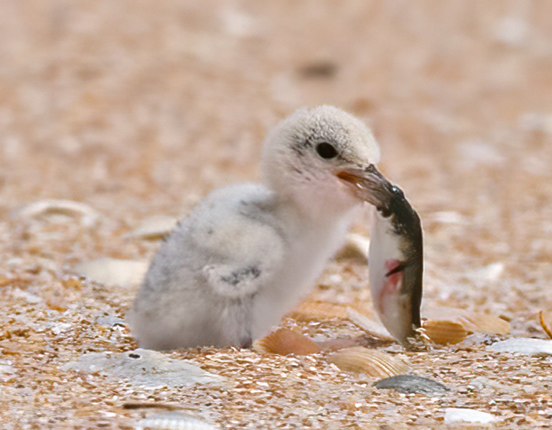Least_Tern_09_FL_262