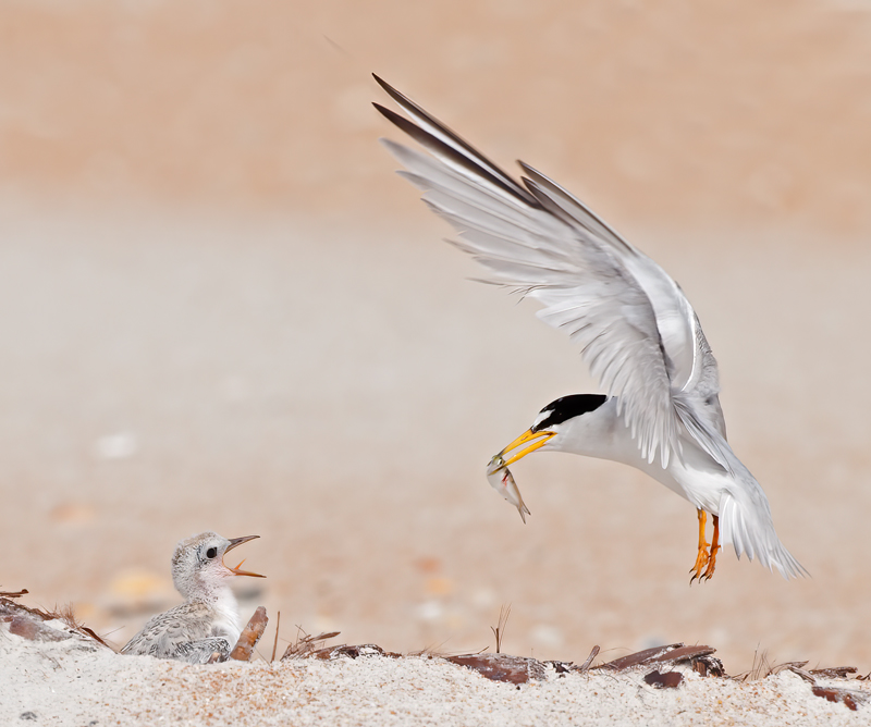 Least_Tern_09_FL_345