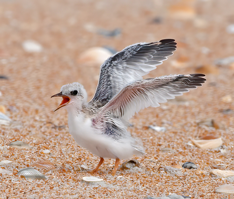 Least_Tern_09_FL_348