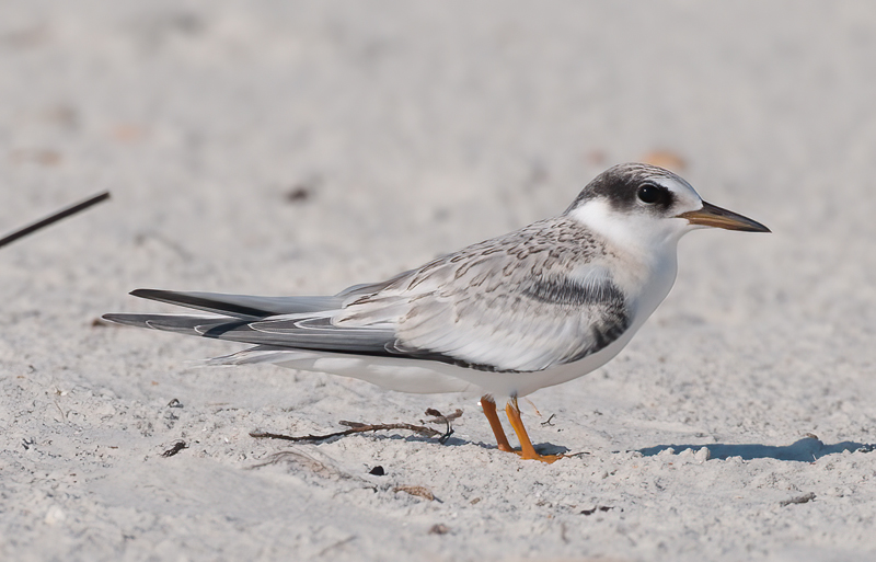 Least_Tern_09_FL_425