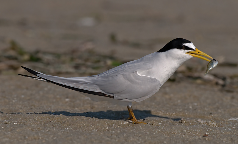 Least_Tern_10_FL_028