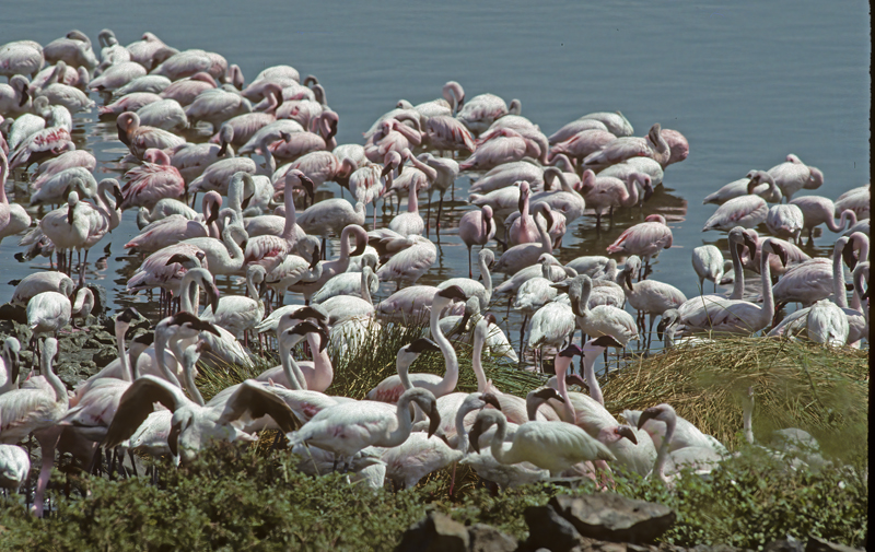 Lesser_Flamingo_90_Kenya_012