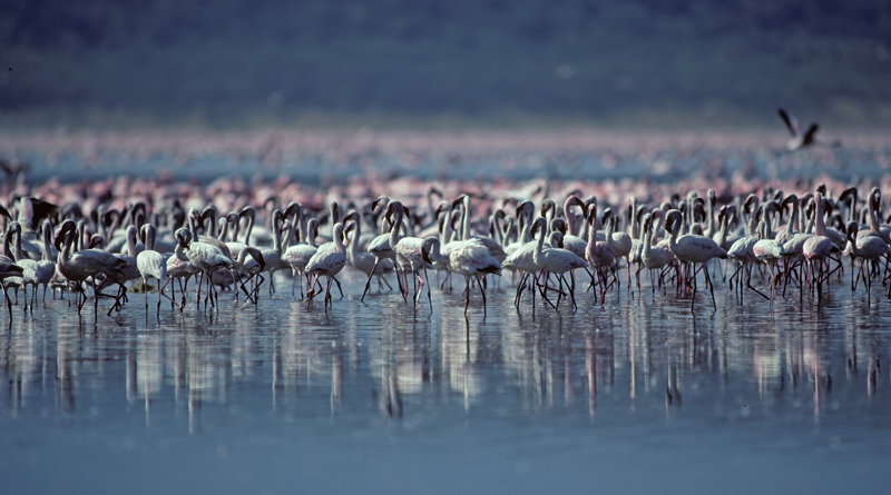 Lesser_Flamingo_90_Kenya_013