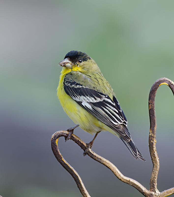 Lesser_Goldfinch_14_CA_009