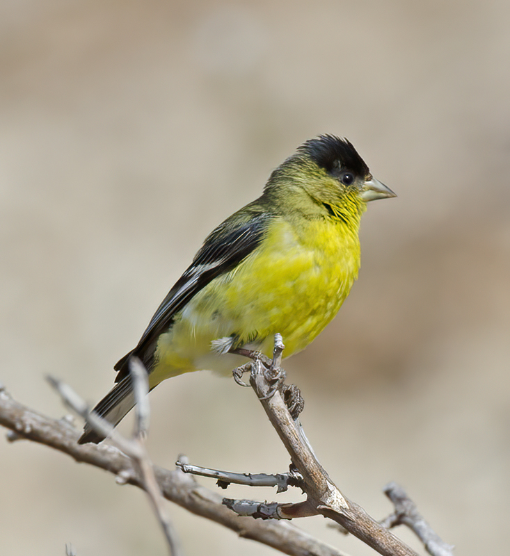 Lesser_Goldfinch_14_CA_032