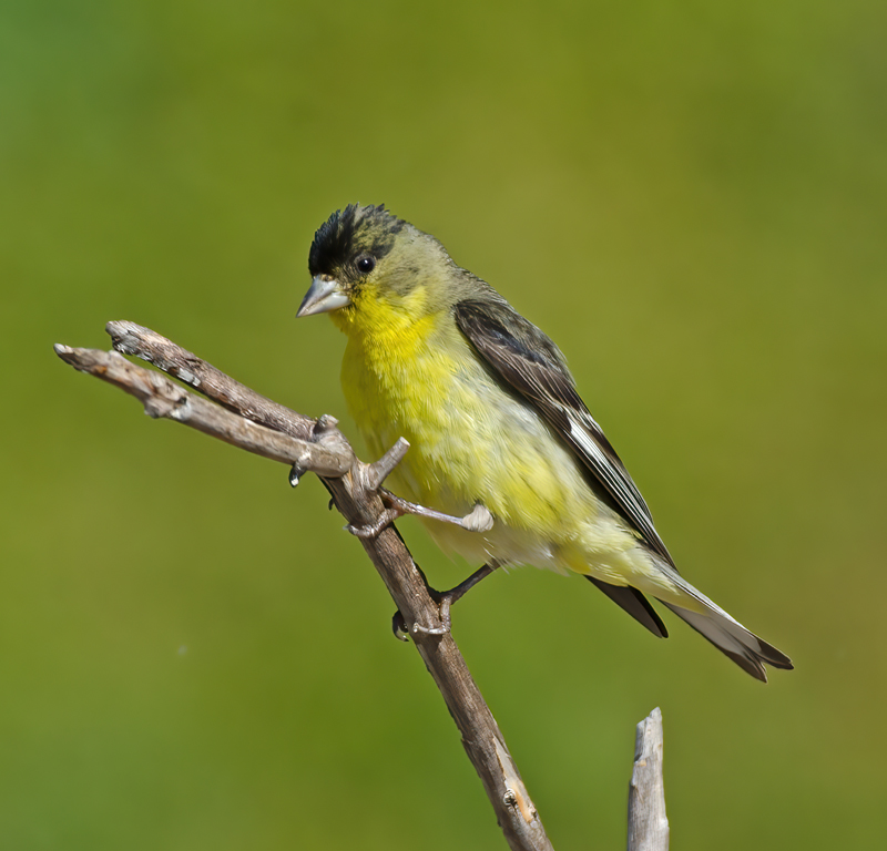 Lesser_Goldfinch_14_CA_060