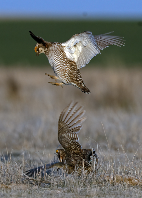 Lesser_Prairie-Chicken_24_KA_C_626