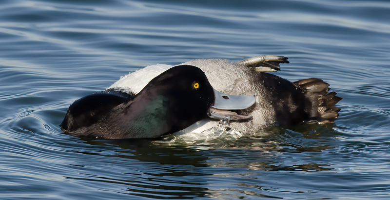 Lesser_Scaup_10_CA_003