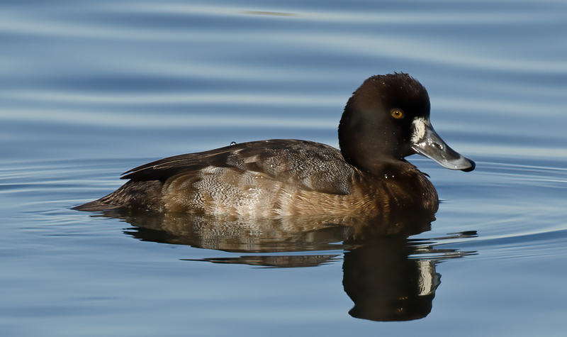 Lesser_Scaup_10_CA_008