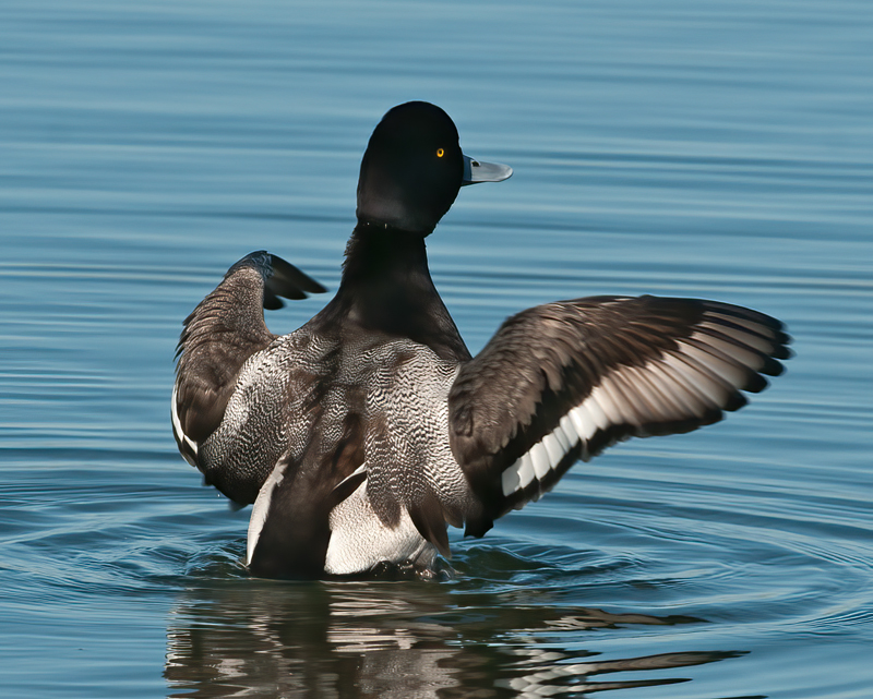 Lesser_Scaup_10_CA_019