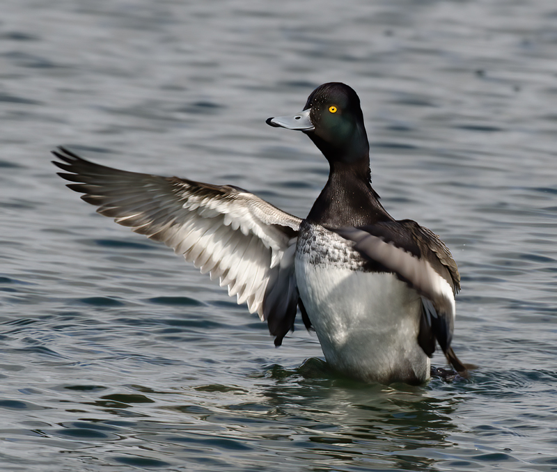Lesser_Scaup_10_CA_025