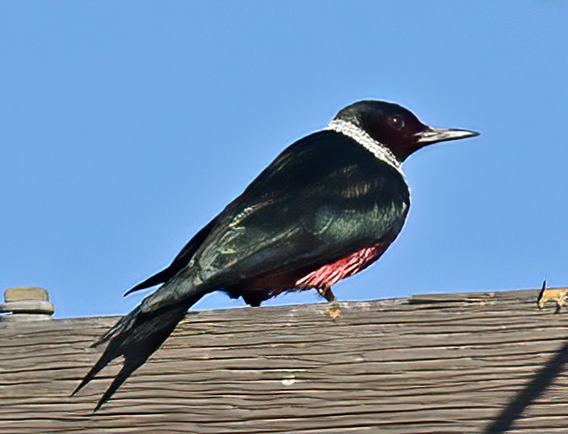 Lewiss_Woodpecker_13_CA_014