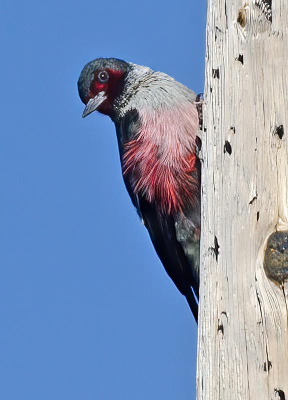Lewiss_Woodpecker_13_CA_037