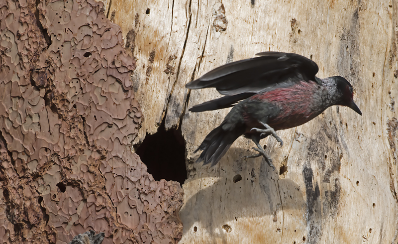 Lewiss_Woodpecker_17_OR_007