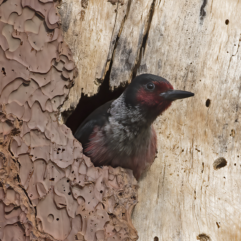 Lewiss_Woodpecker_17_OR_011