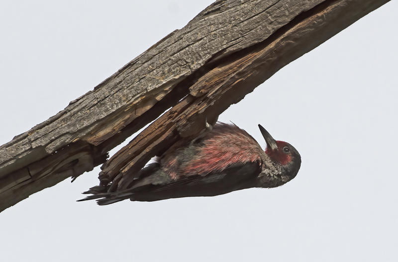 Lewiss_Woodpecker_17_OR_018