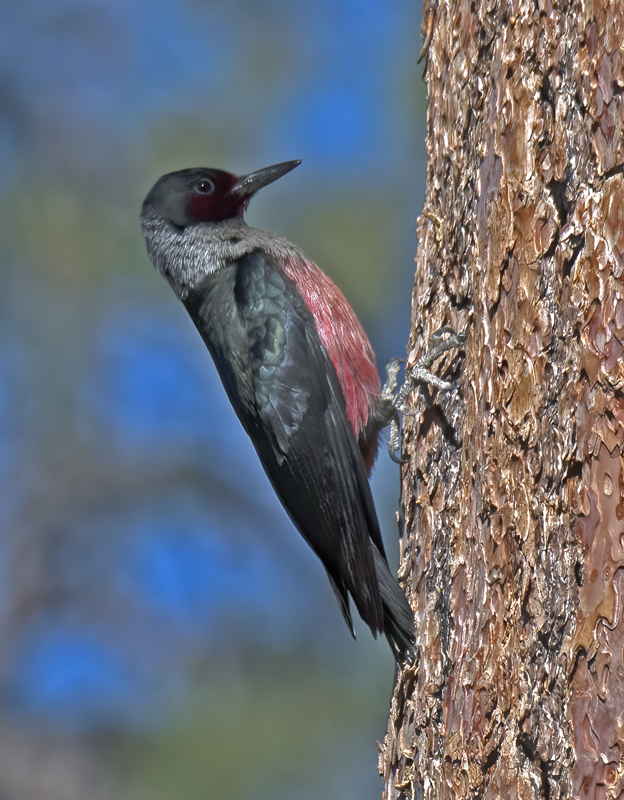 Lewiss_Woodpecker_17_OR_110
