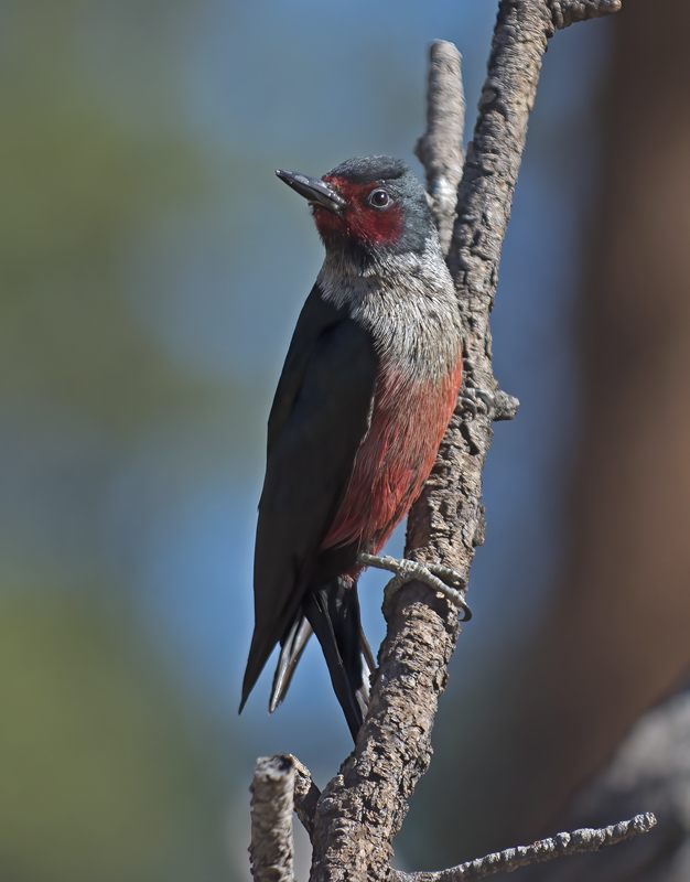 Lewiss_Woodpecker_17_OR_124