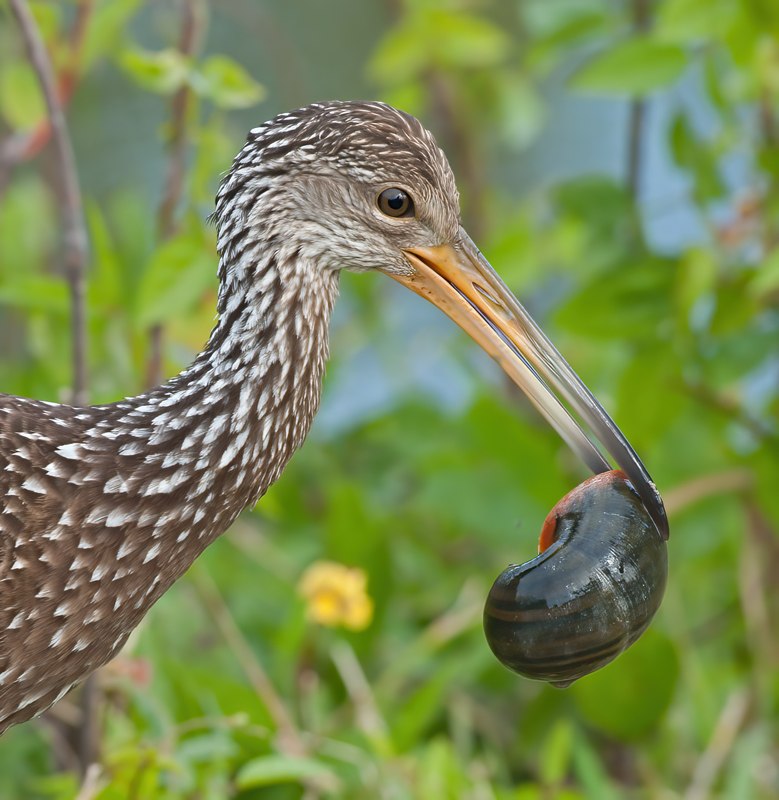Limpkin_10_FL_017