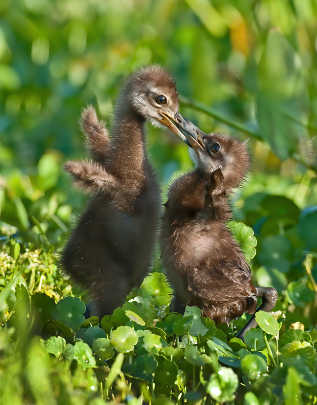 Limpkin_10_FL_204