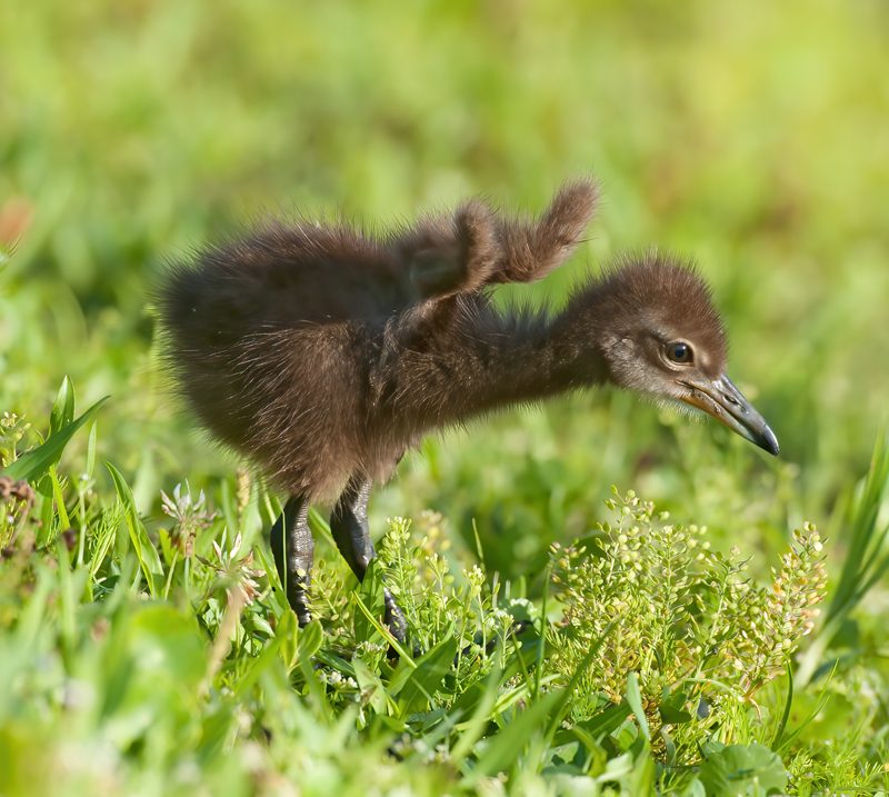 Limpkin_10_FL_246