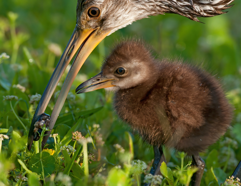 Limpkin_10_FL_271