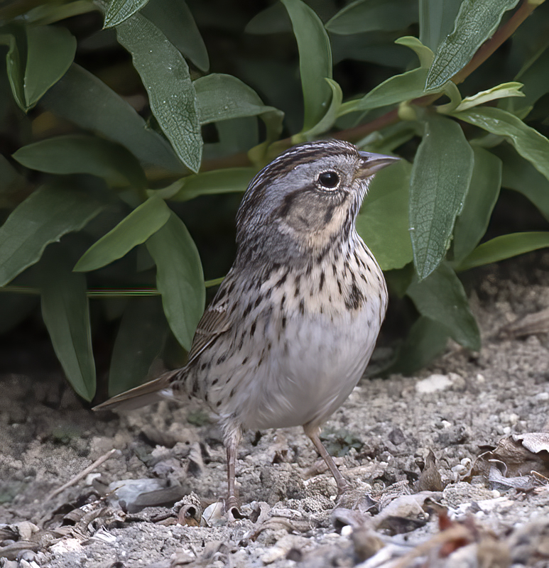 Lincoln_Sparrow_18_CA_002
