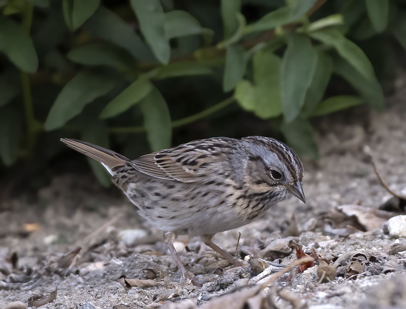 Lincoln_Sparrow_18_CA_004