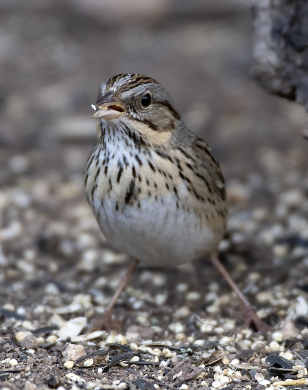 Lincoln_Sparrow_19_TX_004