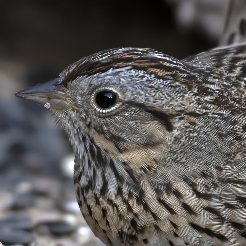 Lincoln_Sparrow_19_TX_008