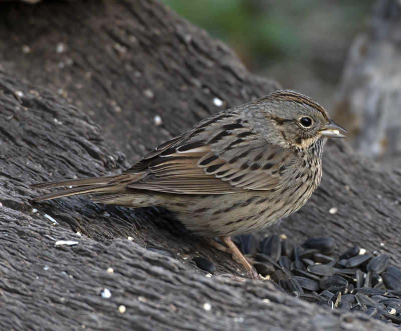 Lincoln_Sparrow_19_TX_010