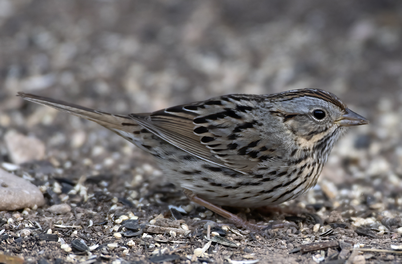 Lincoln_Sparrow_19_TX_013