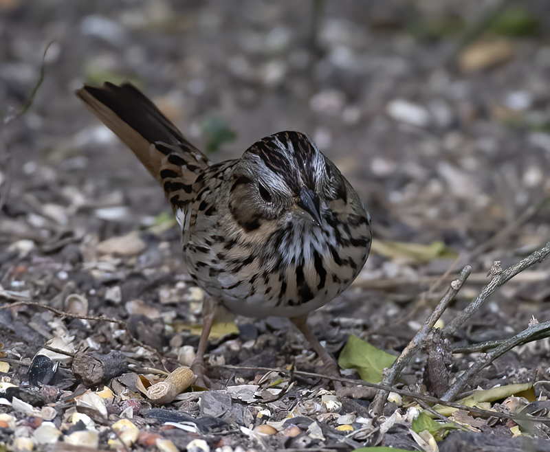 Lincoln_Sparrow_19_TX_014