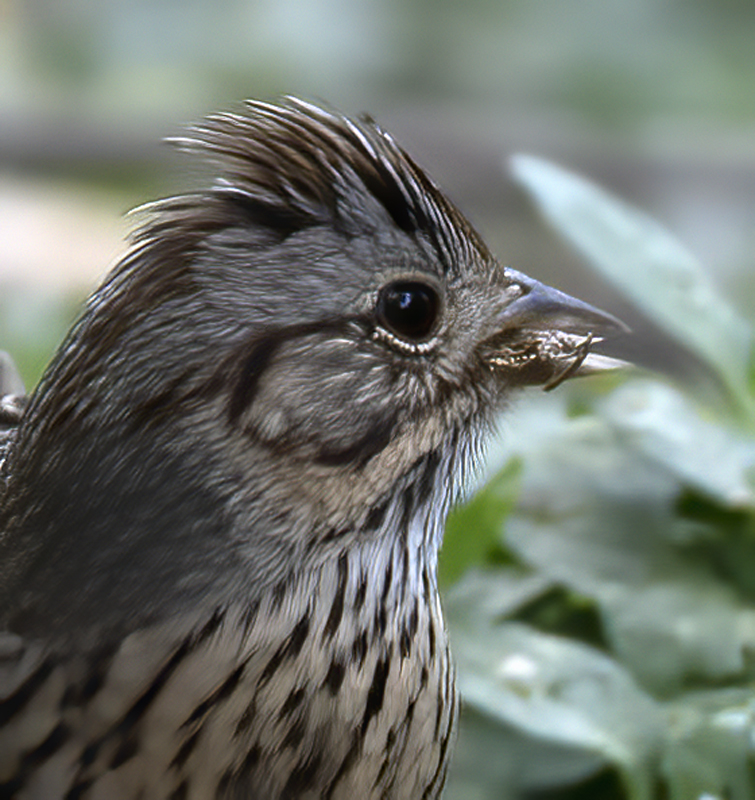 Lincoln_Sparrow_19_TX_023