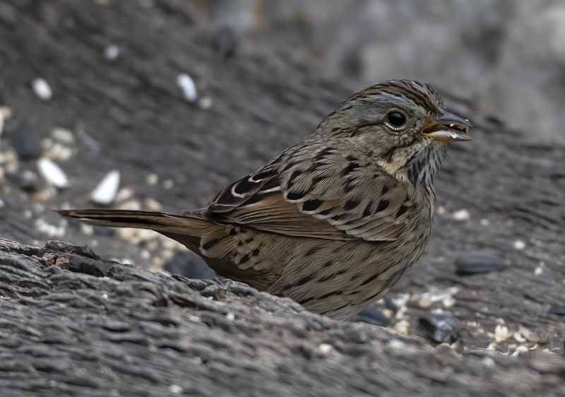 Lincoln_Sparrow_19_TX_027