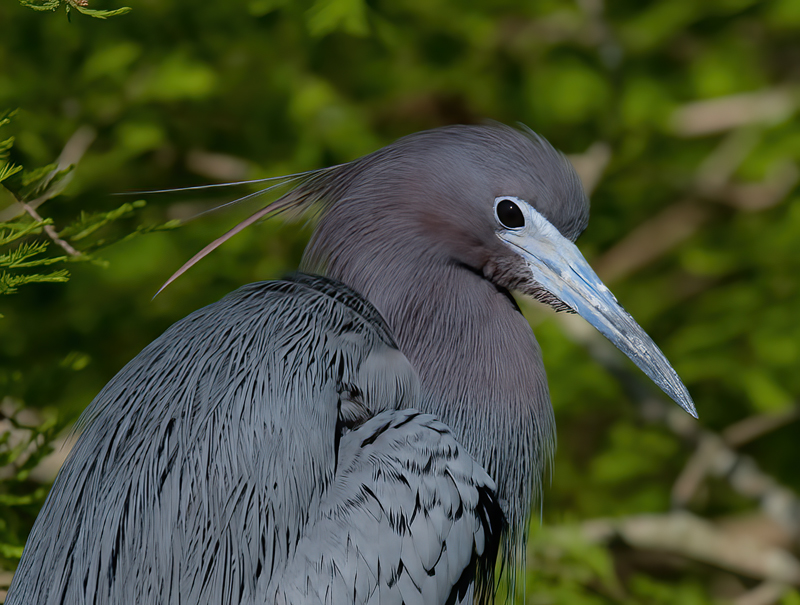 Little_Blue_Heron_09_FL_081