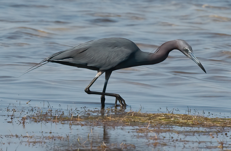 Little_Blue_Heron_09_FL_092