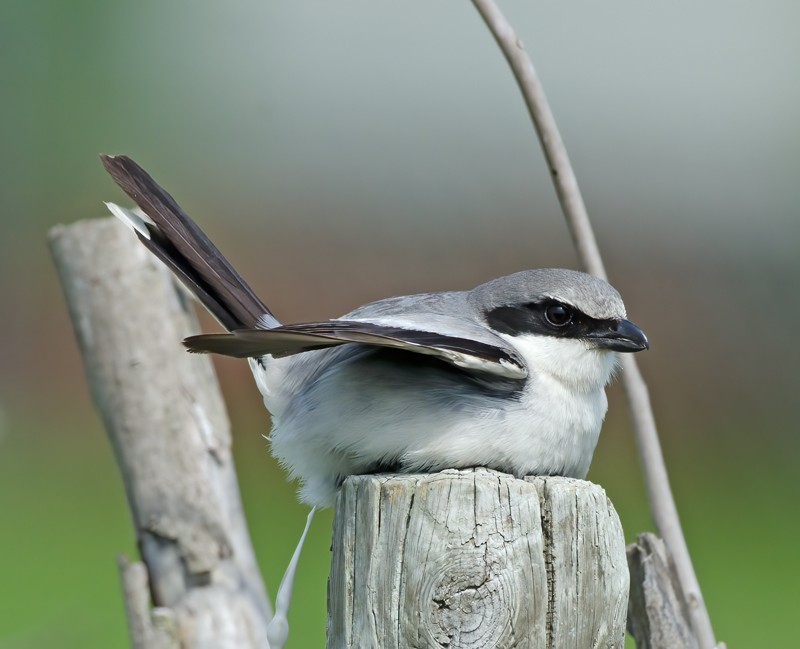 Loggerhead_Shrike_11_FL_008