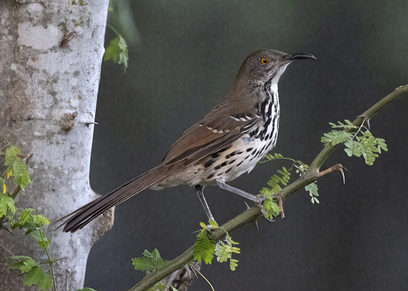 Long-billed_Thrasher_22_TX_001