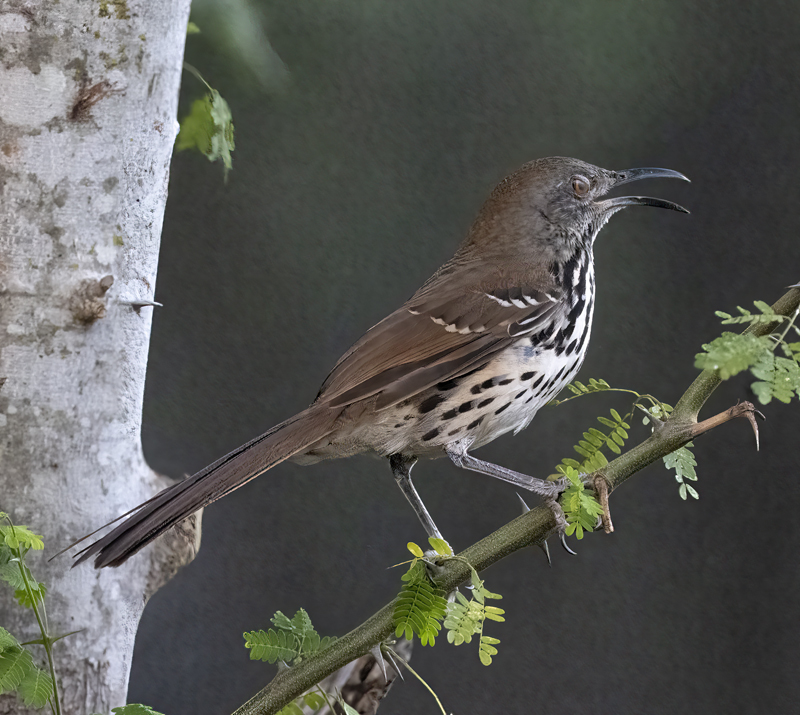Long-billed_Thrasher_22_TX_003