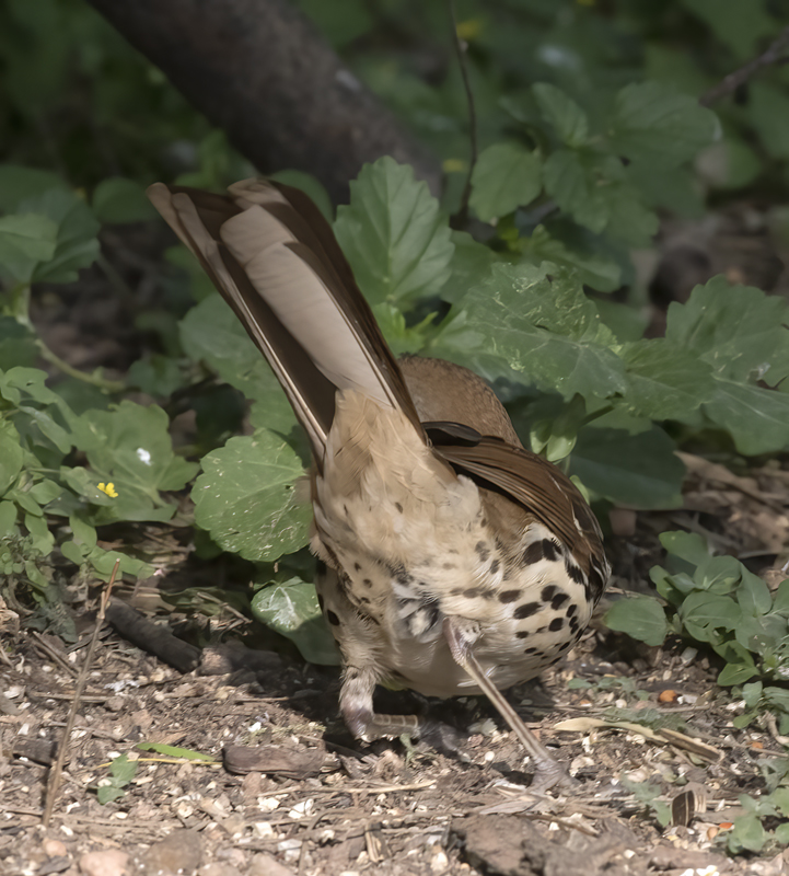 Long-billed_Thrasher_TX_18_004