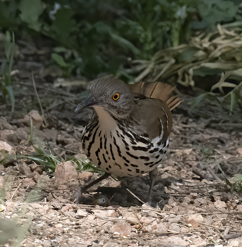 Long-billed_Thrasher_TX_18_009
