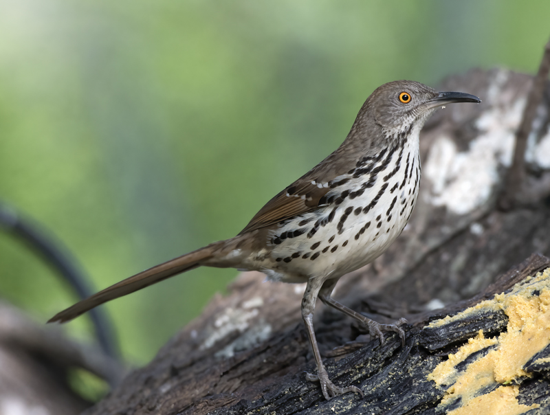 Long-billed_Thrasher_TX_18_022
