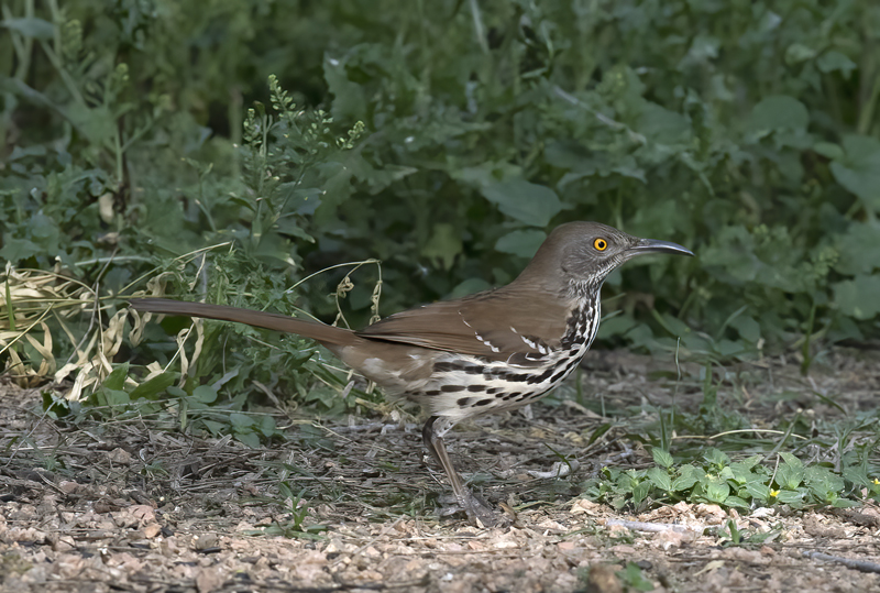 Long-billed_Thrasher_TX_18_026