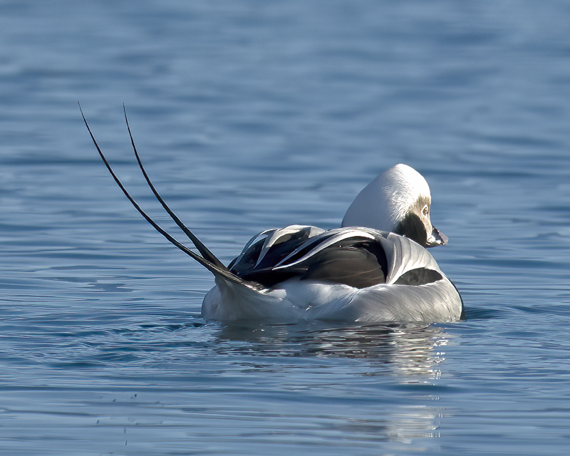 Long-tailed_Duck_23_Norway_003