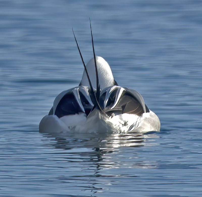 Long-tailed_Duck_23_Norway_004