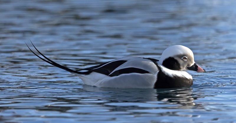 Long-tailed_Duck_23_Norway_059