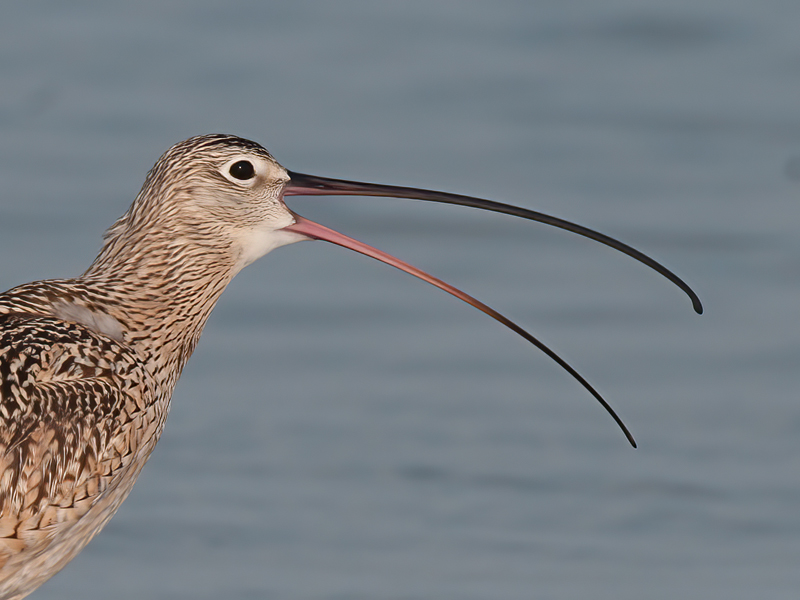 Long_billed_Curlew_10_FL_039
