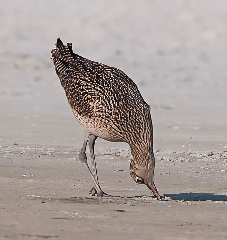 Long_billed_Curlew_10_FL_067